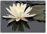 lotus-flower